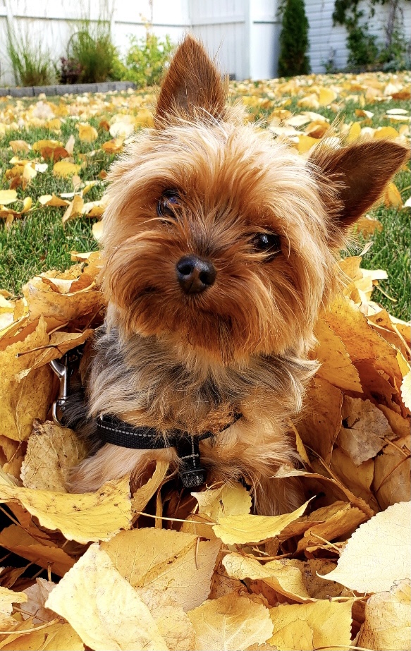 Dog on leash